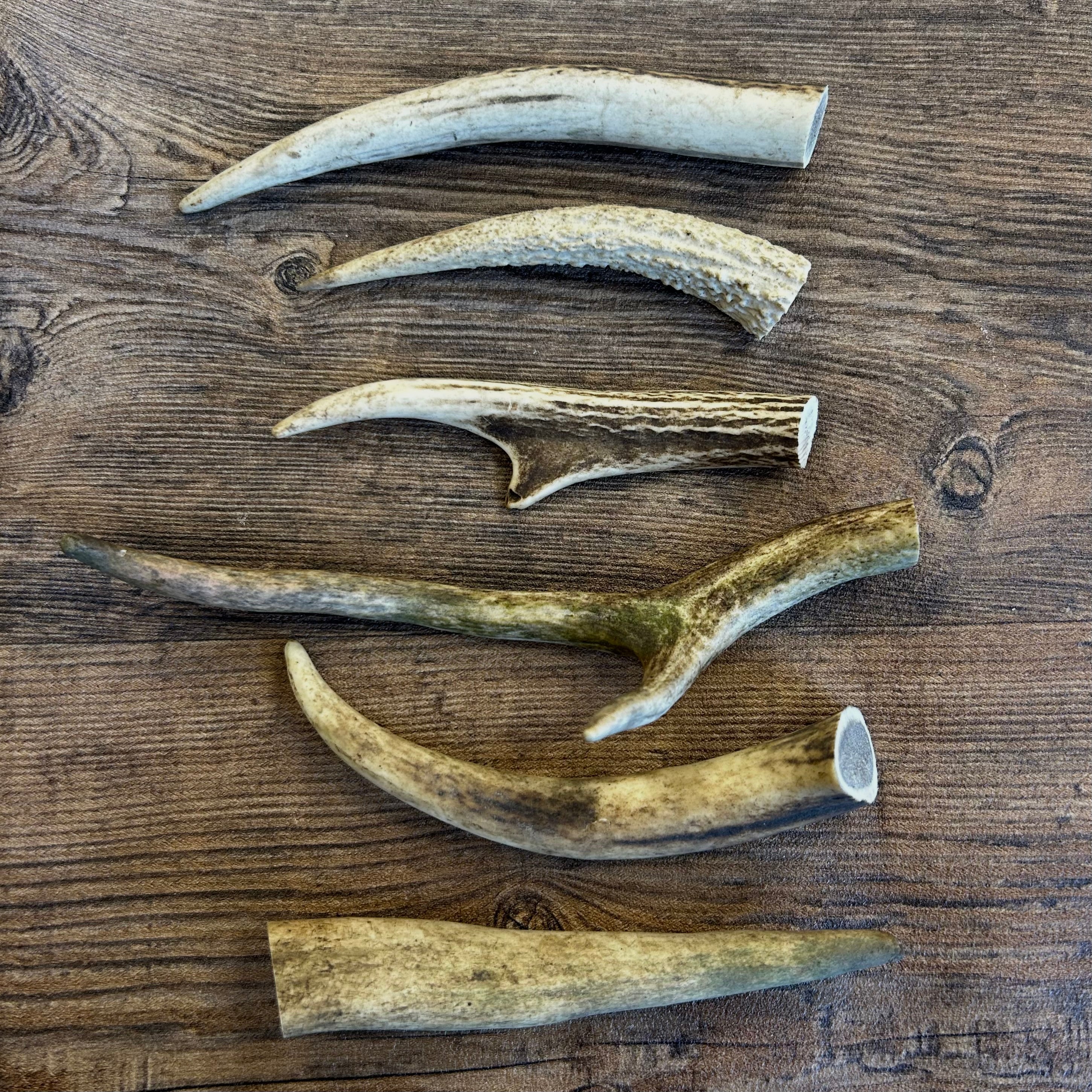 Deer Antler Points - Natural Tough Dog Chew