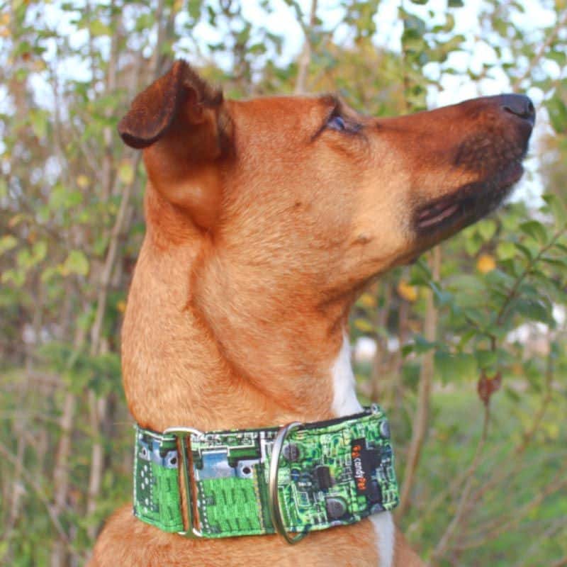 CandyPet Microchip Martingale Collar & Lead