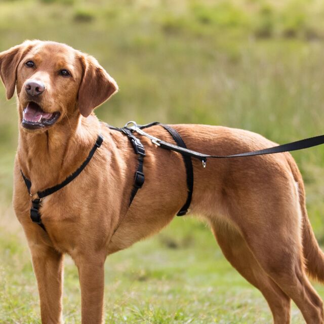 Trixie No Escape Panic Harness
