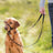 Trixie Headcollar Medium