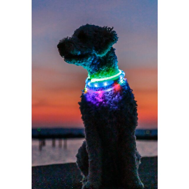 Trixie USB Light Up Dog Collar