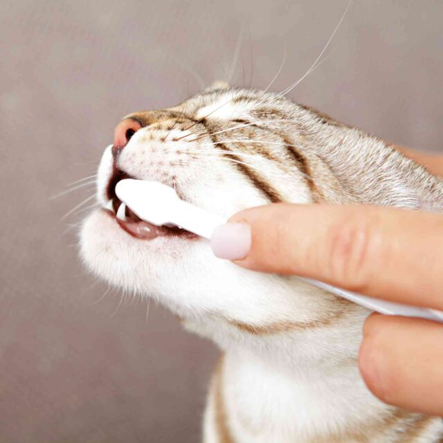 Trixie Dental Set For Cats