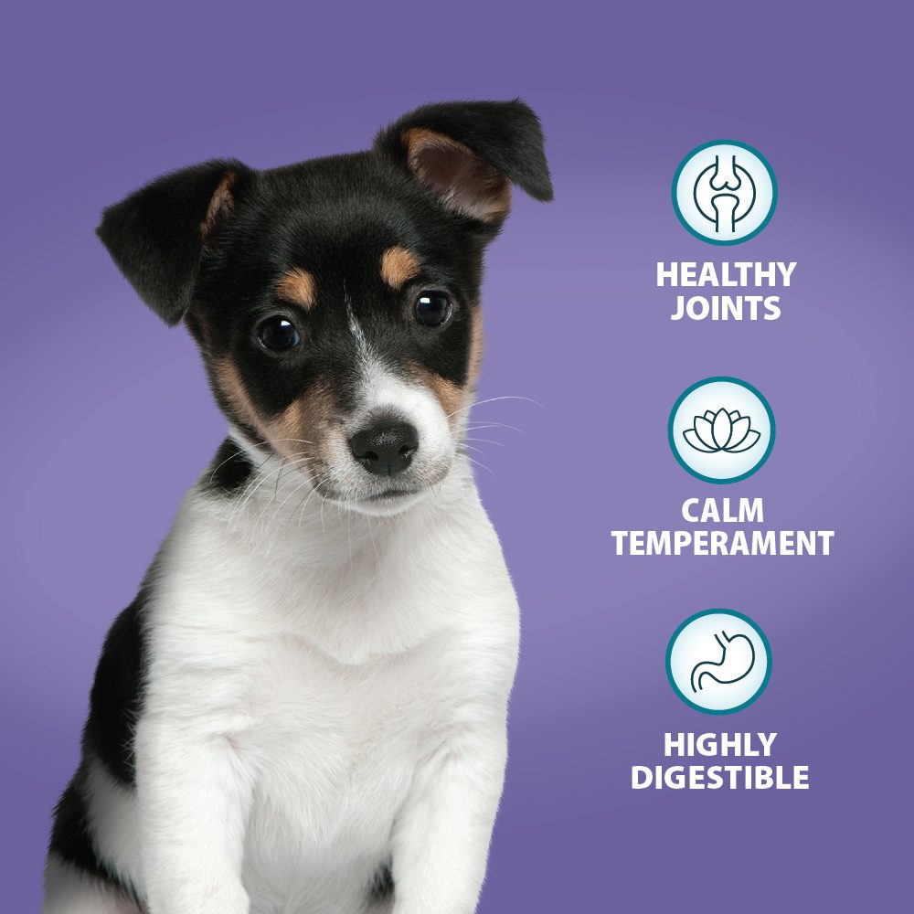 Burns Puppy Mini