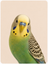 Timmy's Pet Shop bird food, cages, toys and accessories category