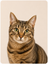 Timmy's Pet Shop cat food, litter, toys and accessories category