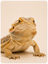 Timmy's Pet Shop reptile food, habitats, heating and accessories category