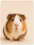 Timmy's Pet Shop small pet food, bedding, habitat and accessories category