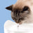 Catit Pixi Cat Drinking Fountain Pink