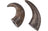 Buffalo Horn x2