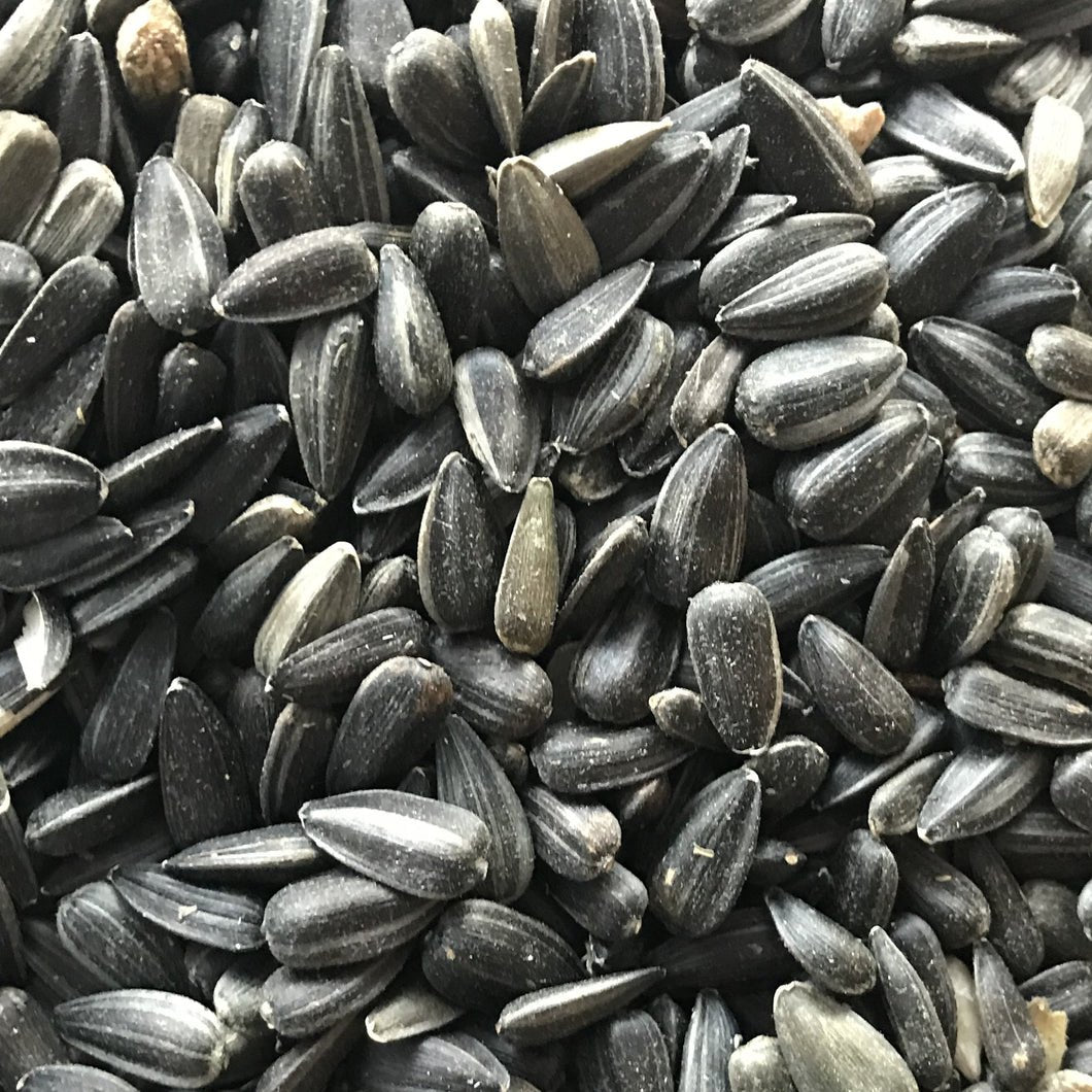 Black Sunflower Seeds