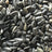 Black Sunflower Seeds