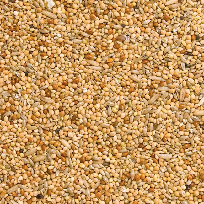 Budgie Seed 1kg