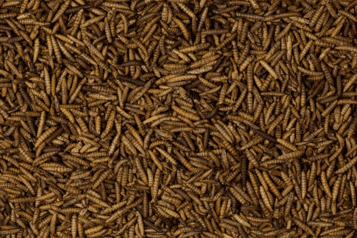 Dried Calciworms 300g