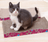VPS Cardboard Cat Scratcher Wave Top