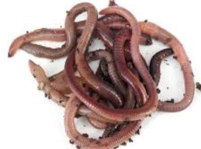 Organic Irish Earth Worms 30g | Live Feeders