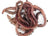 Organic Irish Earth Worms 30g | Live Feeders