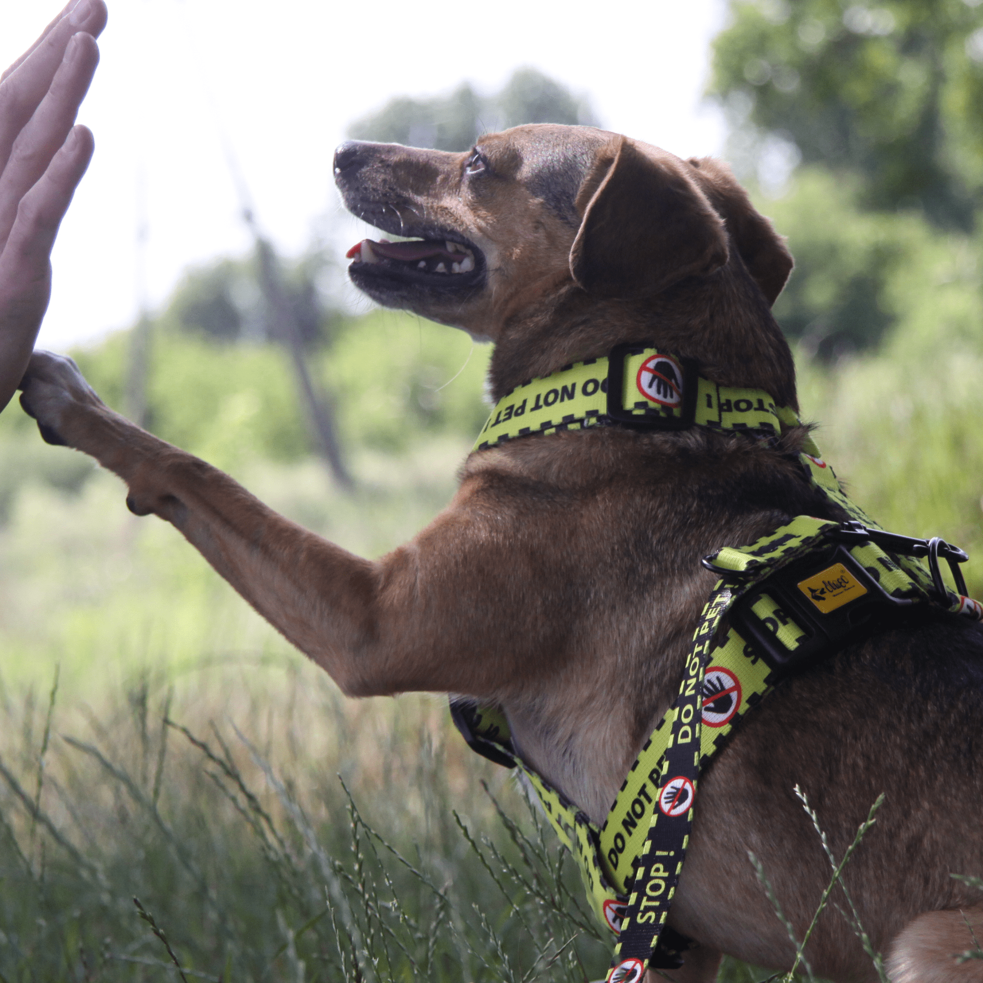 Dingo Do Not Pet Dog Harness