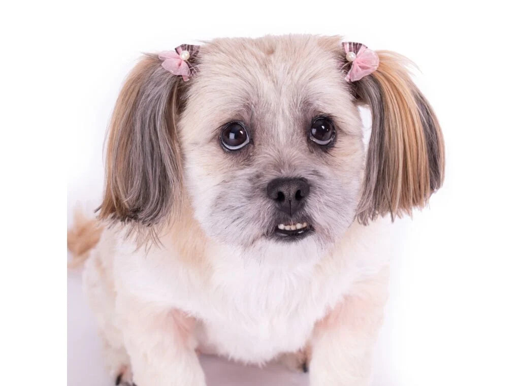 Assorted Dog Bows 100 Pack