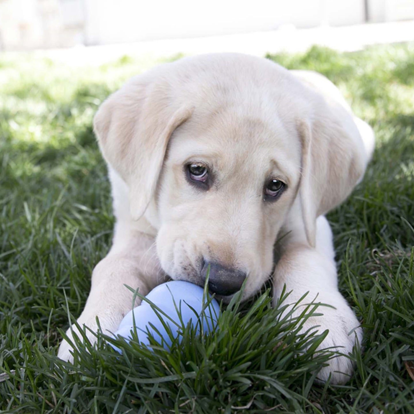 Kong Classic Puppy