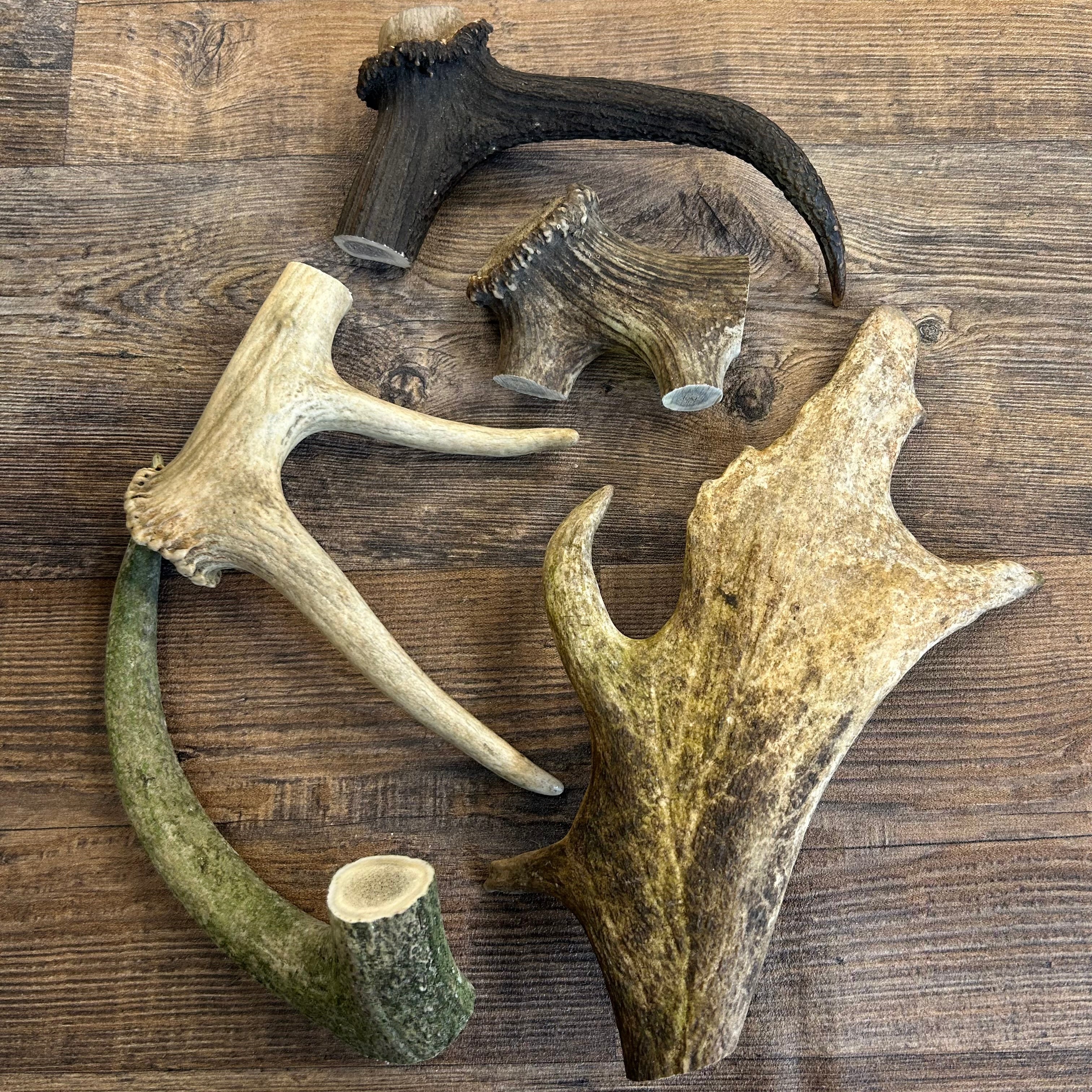 Deer Antlers - Natural Tough Dog Treat