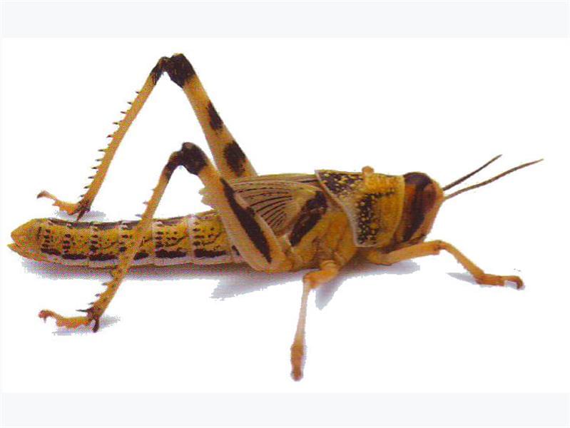 Locust | Live Reptile Feeders
