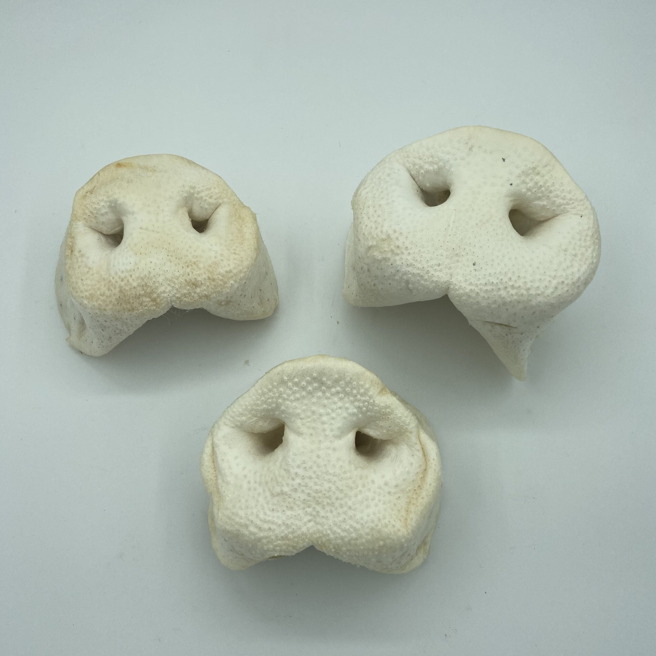 Natural Puffed Snouts x1