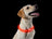Ancol Flashing Band Collar