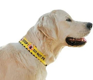 Dingo Do Not Pet Dog Collar 40-67cm