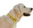 Dingo Do Not Pet Dog Collar 40-67cm