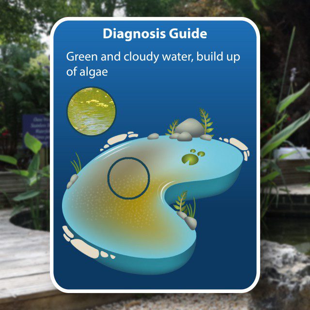 NTLabs Clears Green & Cloudy Water Treatment 250ml