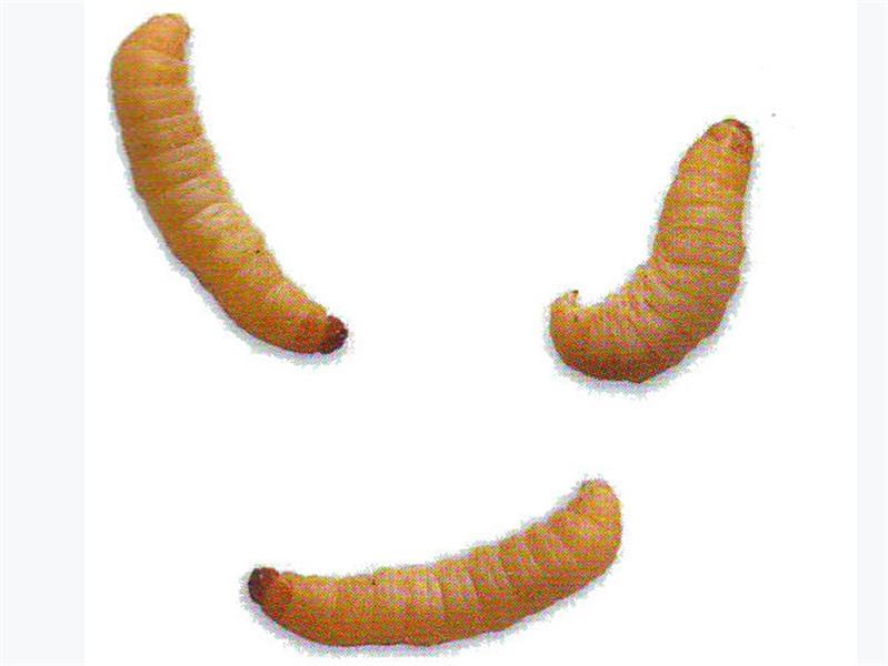 Wax Worms | Live Reptile Feeders
